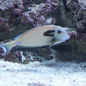 Acanthutus tennentii