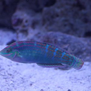 Vrolik's wrasse - Halichoeres vrolikii - male