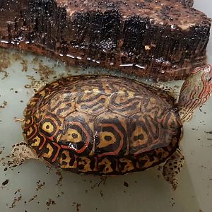 Painted wood turtle - Rhinoclemmys pucherrima