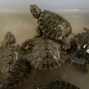 River cooters - Pseudemys concinna hieroglyphica