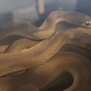 Egg-eating snakes - Dasypeltis scabra