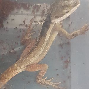 Lophognathus temporalis