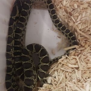 Hernorrhois hippocrepis