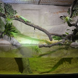 Safari Madrid December 2018 - New mata mata and Guianan Dragon exhibition