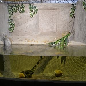 Safari de Madrid December 2018 - New yellow anaconda exhibition
