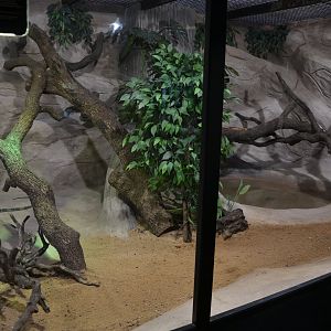 Safari de Madrid December 2018 - New crocodile monitor exhibition