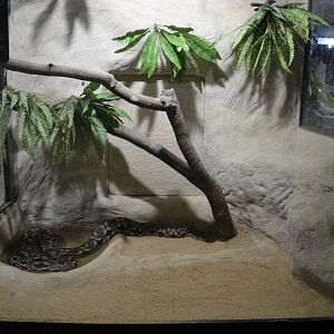 Safari de Madrid December 2018 - New Dumeril's Boa Exhibition