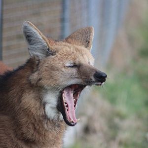 Maned Wolf