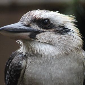 Kookabura