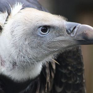 Vulture