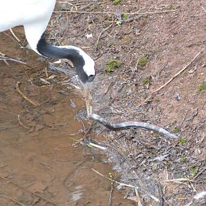 Red-crowned Crane, February 2019