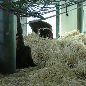 Bornean orangutans - a new mix, February 2019