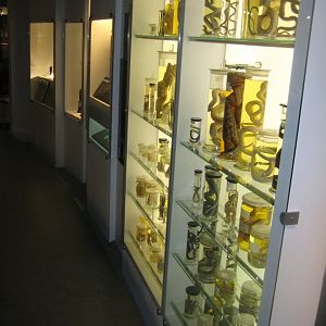 Naturhistorisk Museum Aarhus - "Den globale baghave"