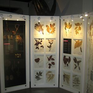 Naturhistorisk Museum Aarhus - "Den globale baghave"