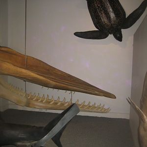 Naturhistorisk Museum Aarhus - "Den globale baghave"