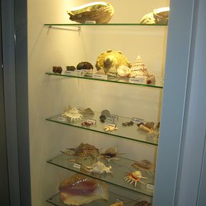 Naturhistorisk Museum Aarhus - "Den globale baghave"