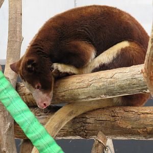 Matschie's tree kangaroo