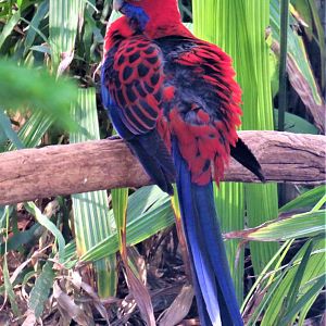 Crimson rosella