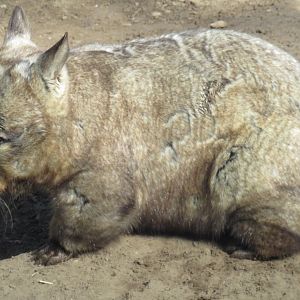 Southern hairy-nosed wombat