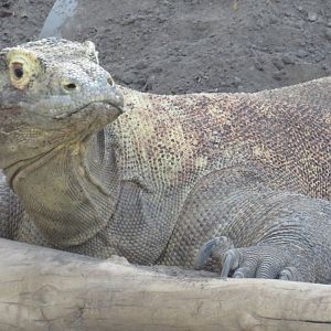Komodo dragon