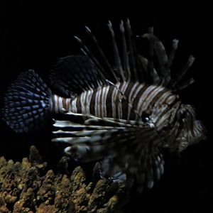 Lionfish
