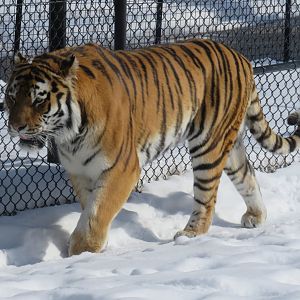 Amur tiger