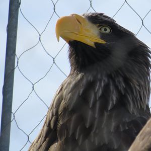 Steller's sea eagle