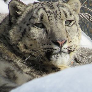 Snow leopard