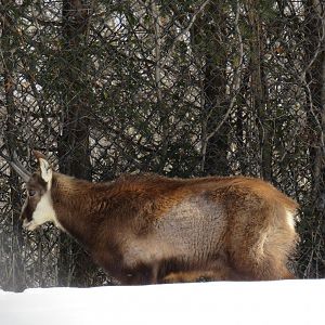 Chamois
