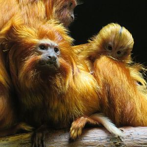 Golden lion tamarins (including new infant)