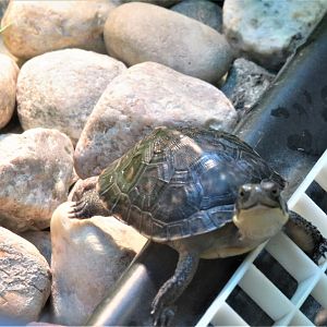 Young Blanding's turtle