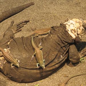 Desert grassland whiptail lizards on a San Esteban chuckwalla