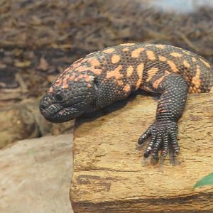 Gila monster