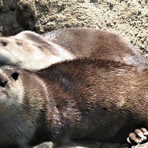 River otters
