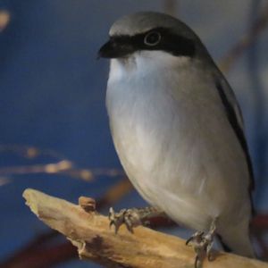 Loggerhead shrike