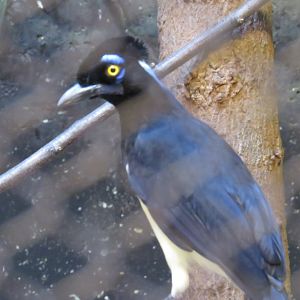 Plush-crested jay