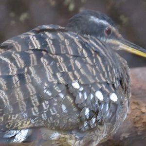 Sunbittern