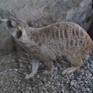 Meerkat
