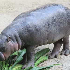 Penelope (baby pygmy hippo)