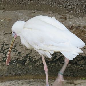 African spoonbill