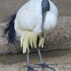 Sacred ibis