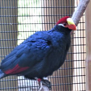 Violaceous turaco