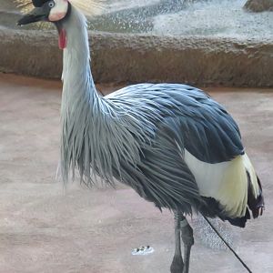 Grey crowned crane