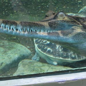 False gharial (a.k.a. Tomistoma)