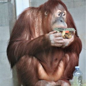Sumatran orangutan eating packaged food
