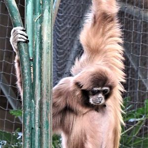 White-handed gibbon
