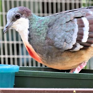Luzon bleeding-heart dove
