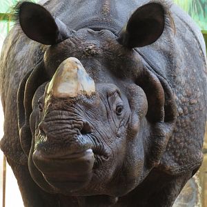 Indian rhinoceros