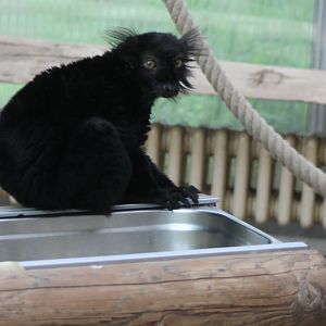 Black lemur - male