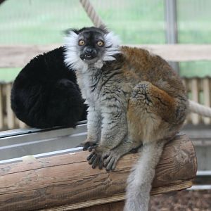 Black lemurs